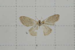 Image of Idaea costiguttata Warren 1896