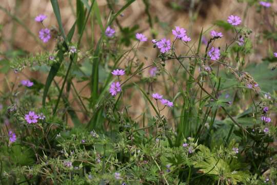 Image of hedgerow geranium