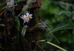 Image of Oncidium cirrhosum (Lindl.) Beer