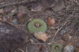 Image of Frailea chiquitana Cárdenas