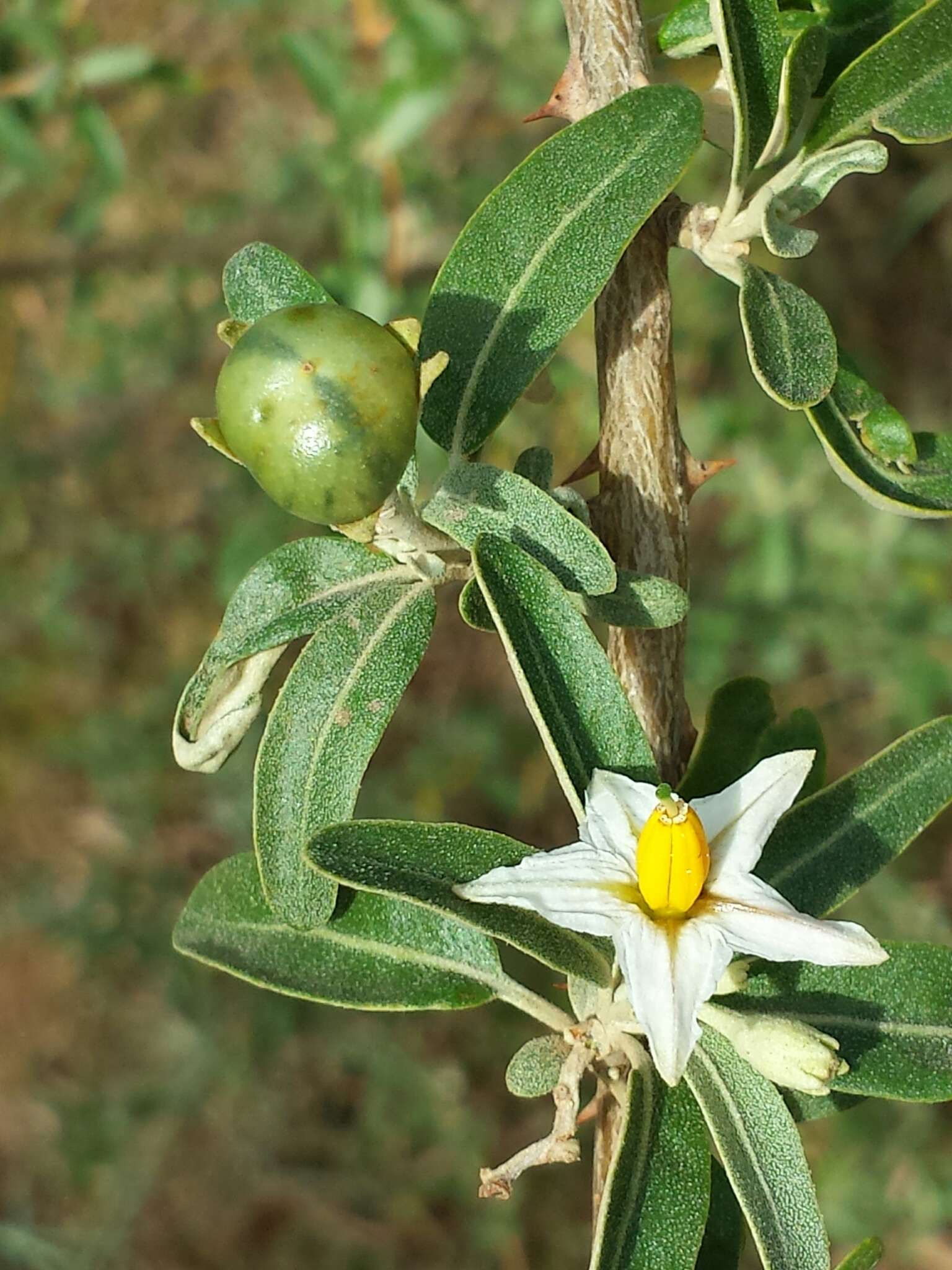 Image of Solanum heinianum W. G. D' Arcy & R. C. Keating