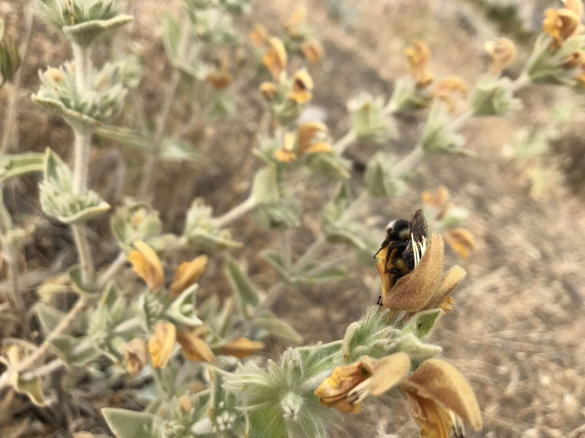 Image of Phlomis crinita Cav.