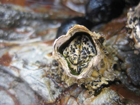 Image de Collemopsidium ostrearum (Vain.) F. Mohr