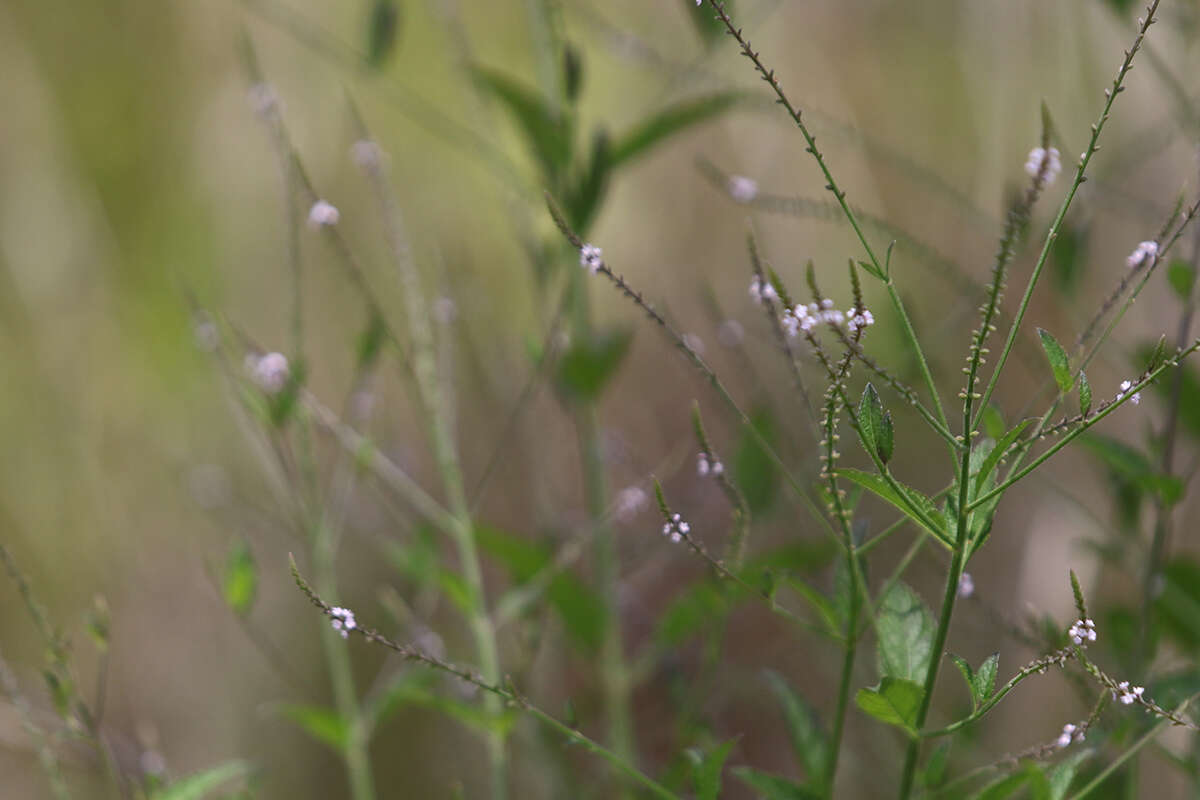 Image of Sandpaper Vervain