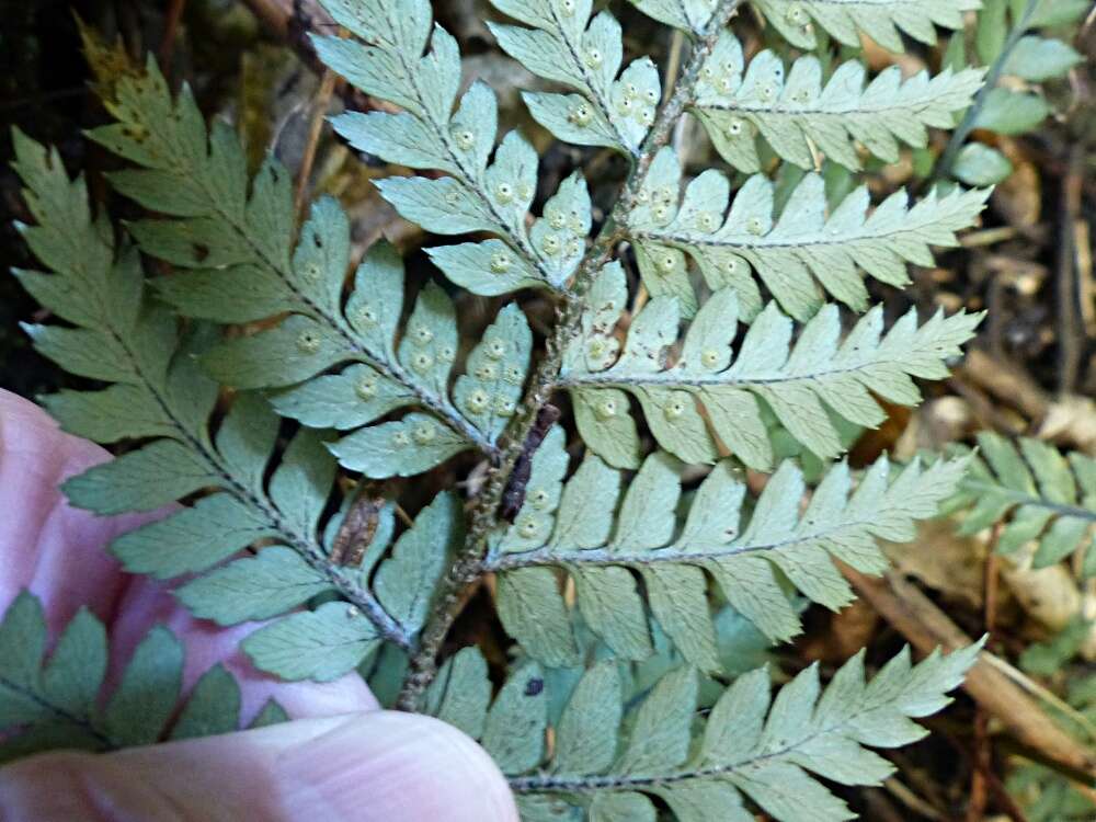 Image of Polystichum neozelandicum Fée