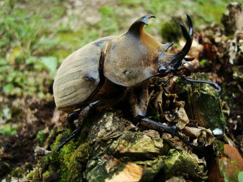 Megasoma anubis (Chevrolat 1836) resmi