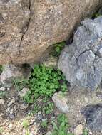 Image of Arizona fiestaflower