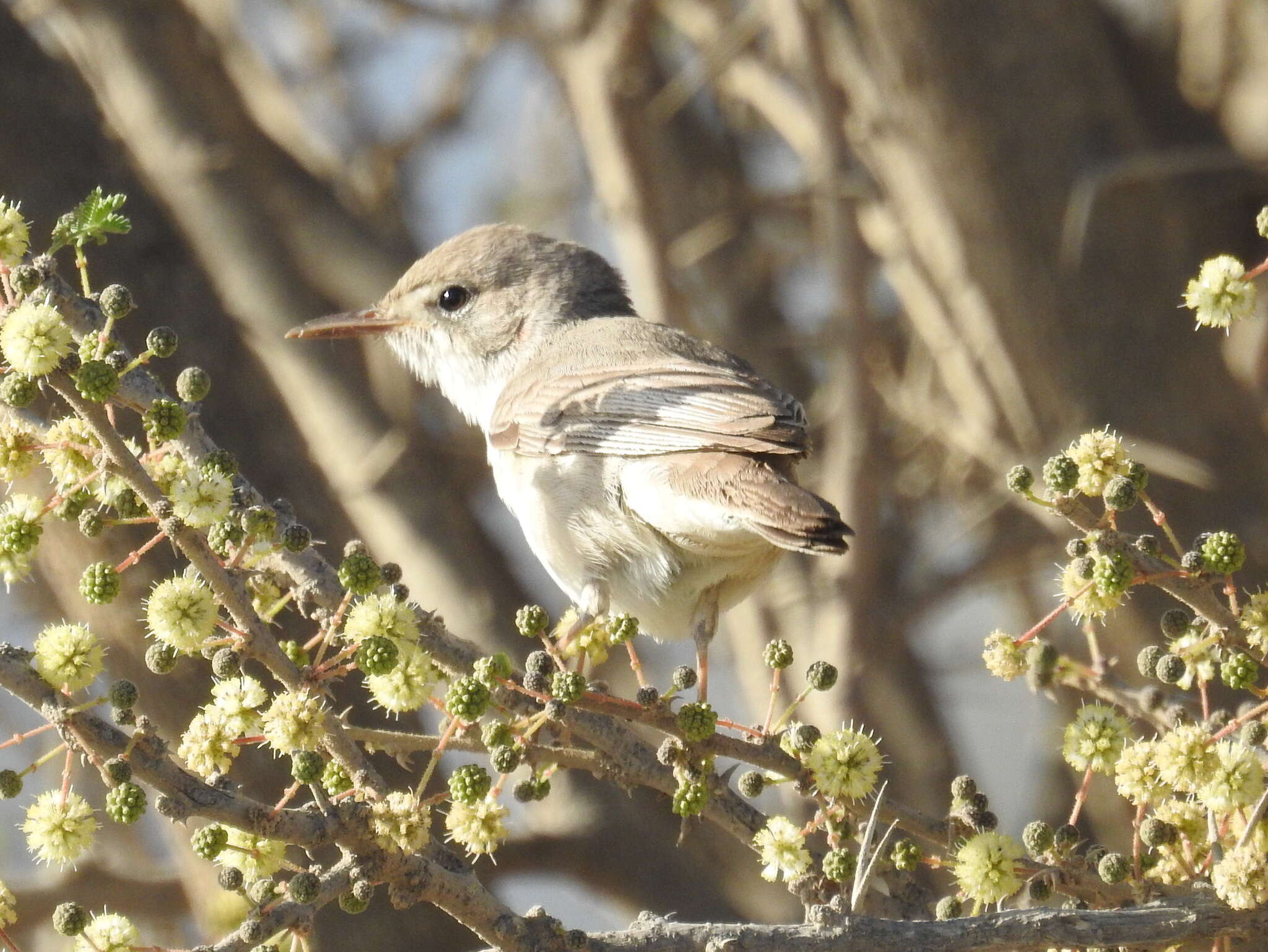 Image of Upcher's Warbler