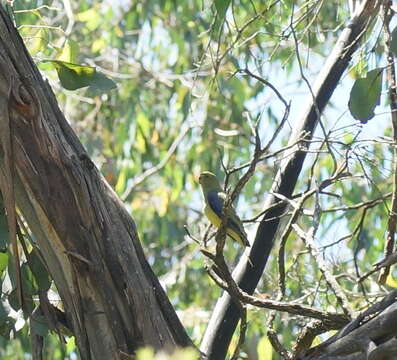 Image of Blue-winged Parrot