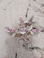 Image of sack saltbush