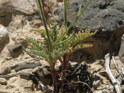 Image of desert pale gilia