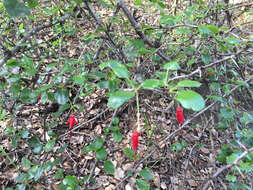 Image of fuchsiaflower gooseberry