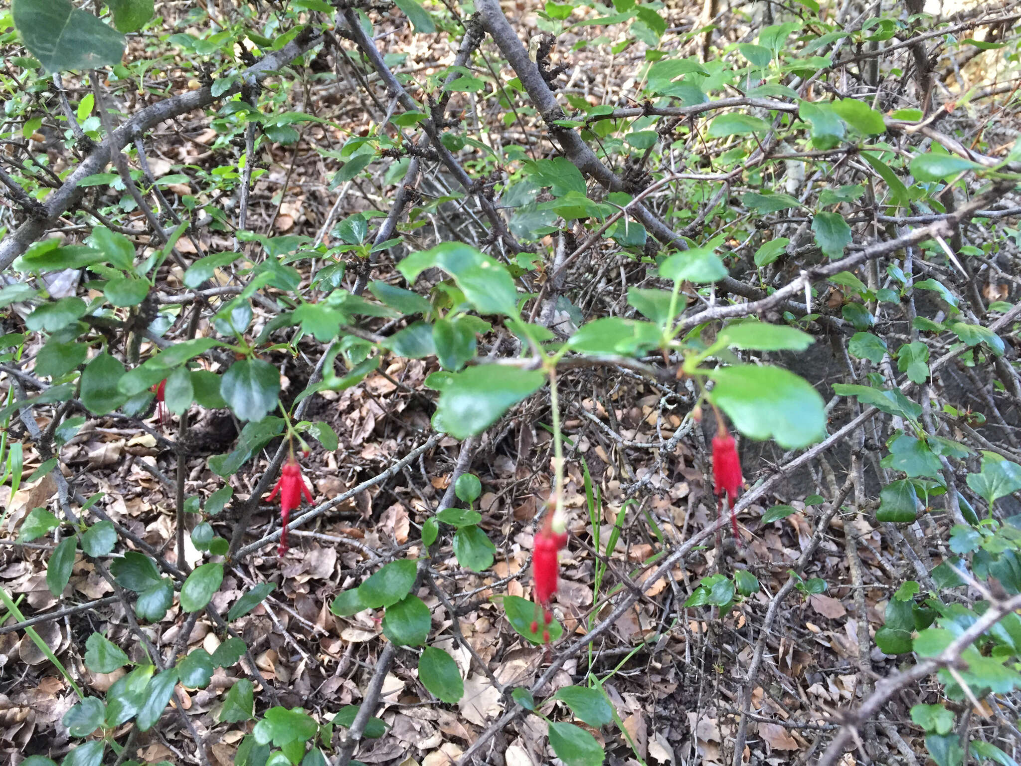 Image of fuchsiaflower gooseberry