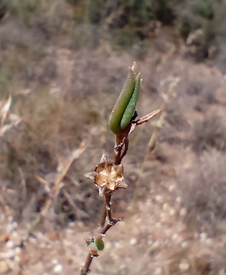 Image of Delosperma neethlingiae (L. Bol.) Schwant.