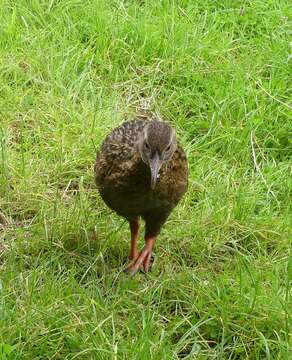 Image of Buff Weka