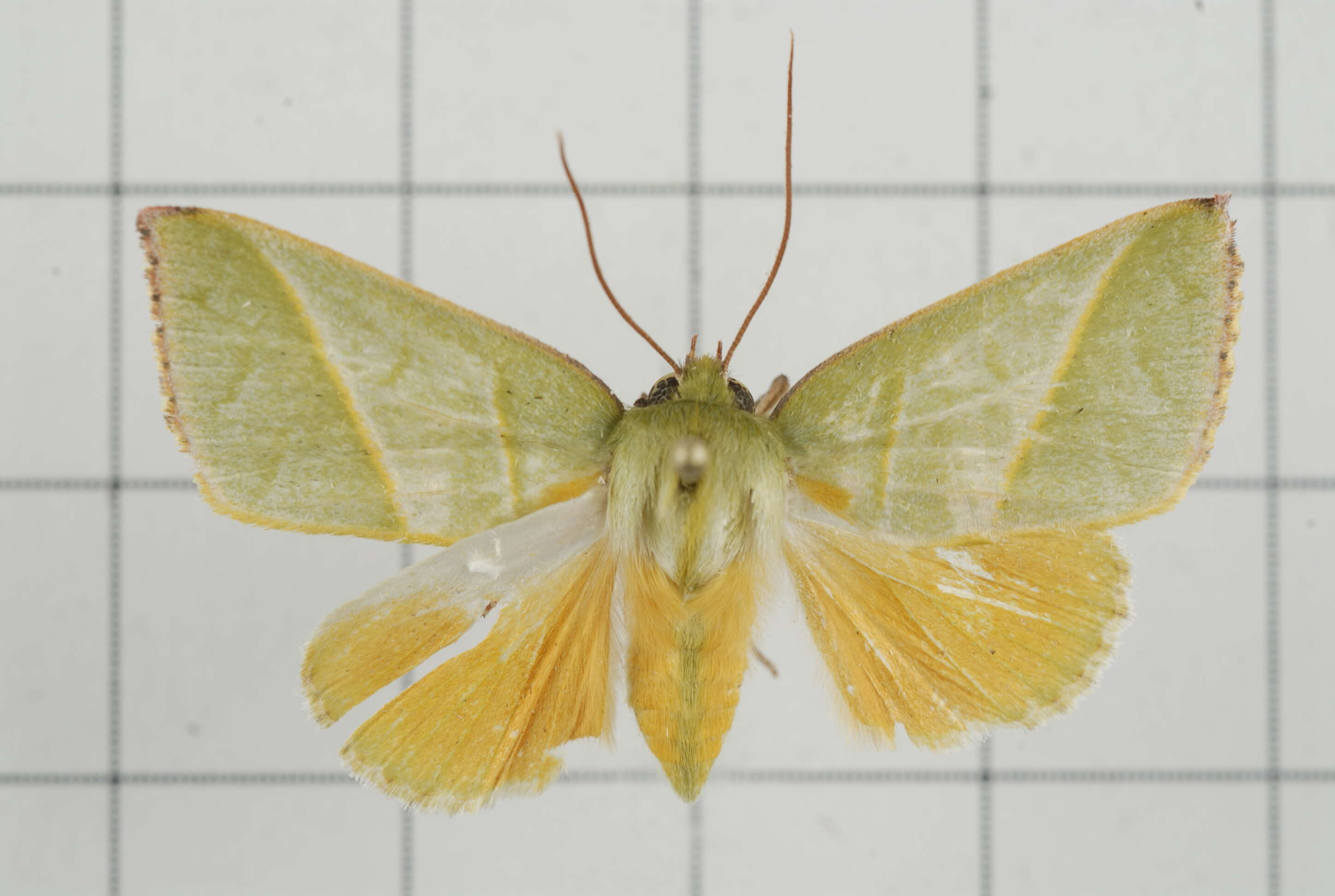 Image of Hylophilodes tsukusensis Nagano 1918