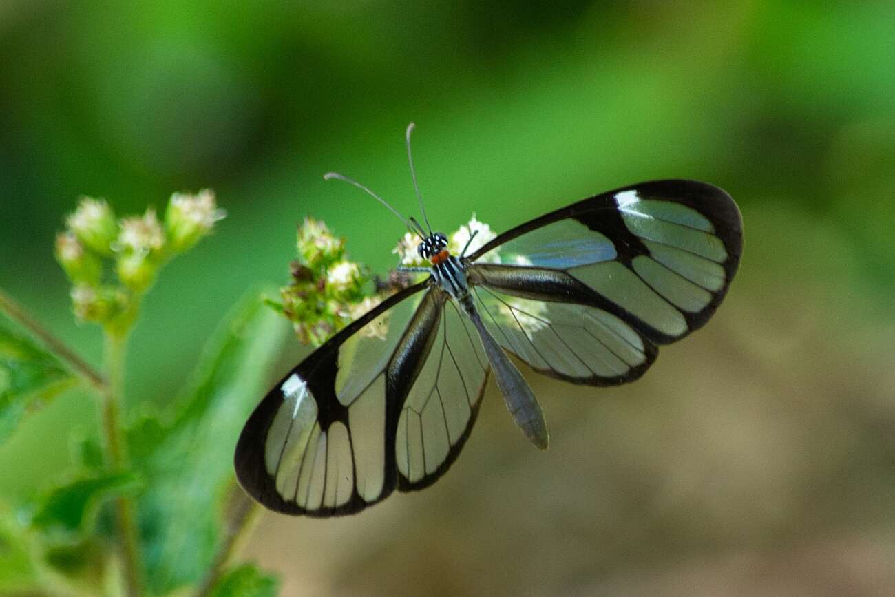 Image of Ithomia agnosia zikani d'Almeida 1940