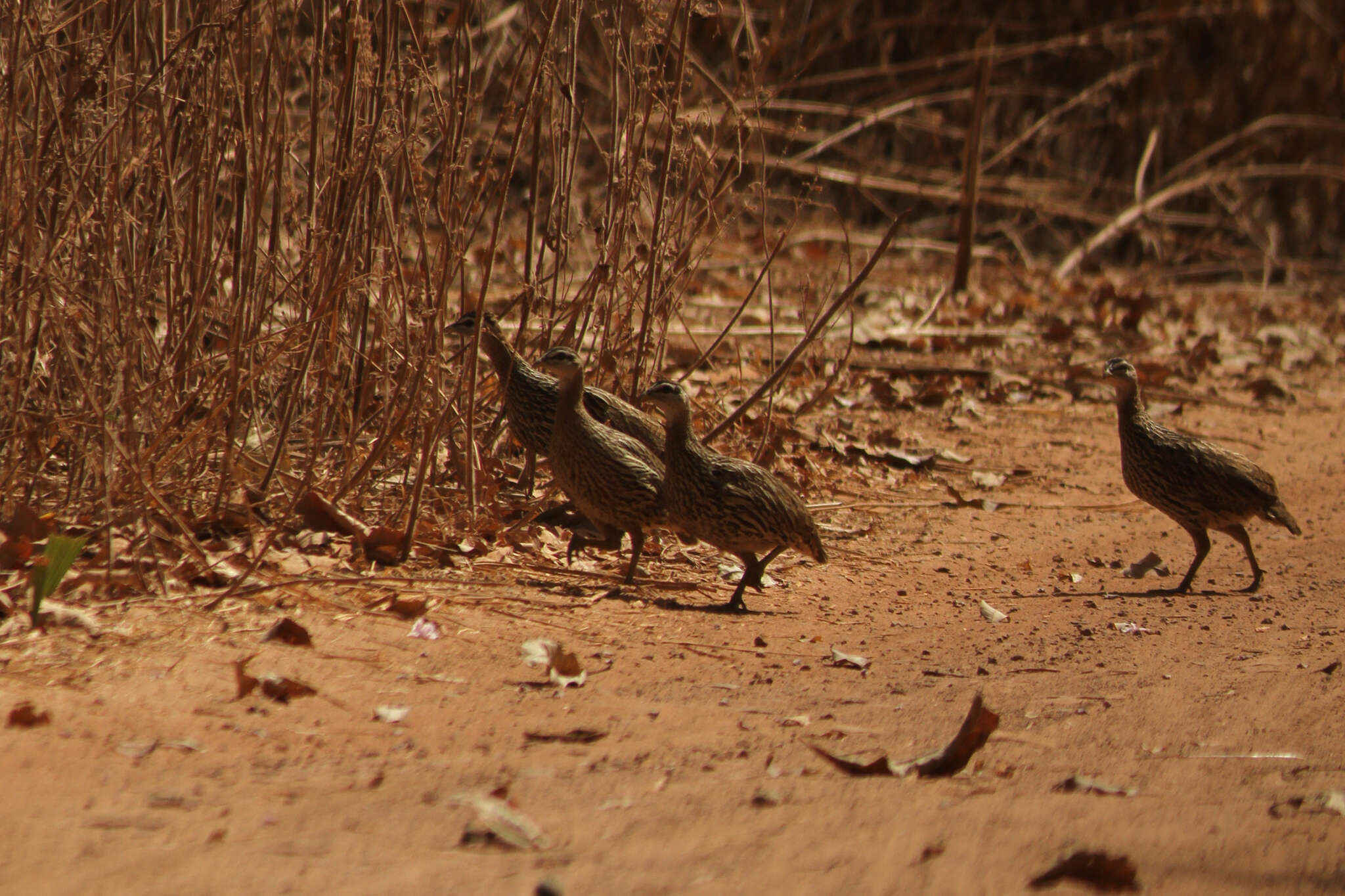 Image of Double-spurred Francolin