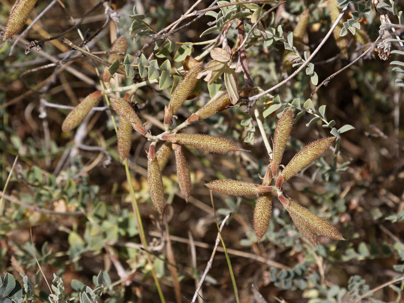 Image of Calophaca wolgarica (L. fil.) DC.