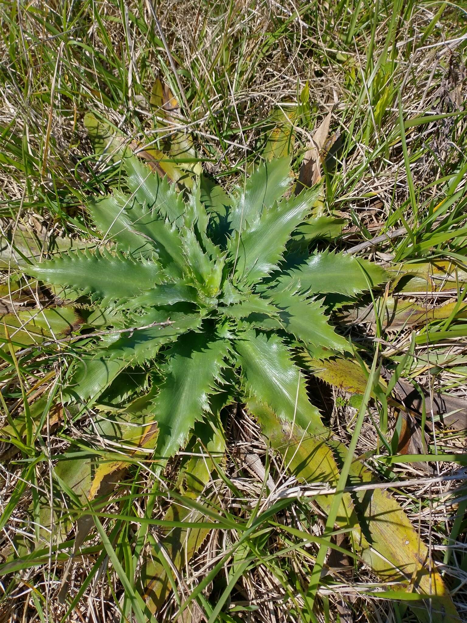 Imagem de Eryngium serra Cham. & Schltdl.