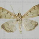 Imagem de Pleuroptya balteata Fabricius 1798