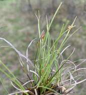 Image of parachute sedge