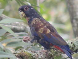 Image of Bronze-winged Parrot