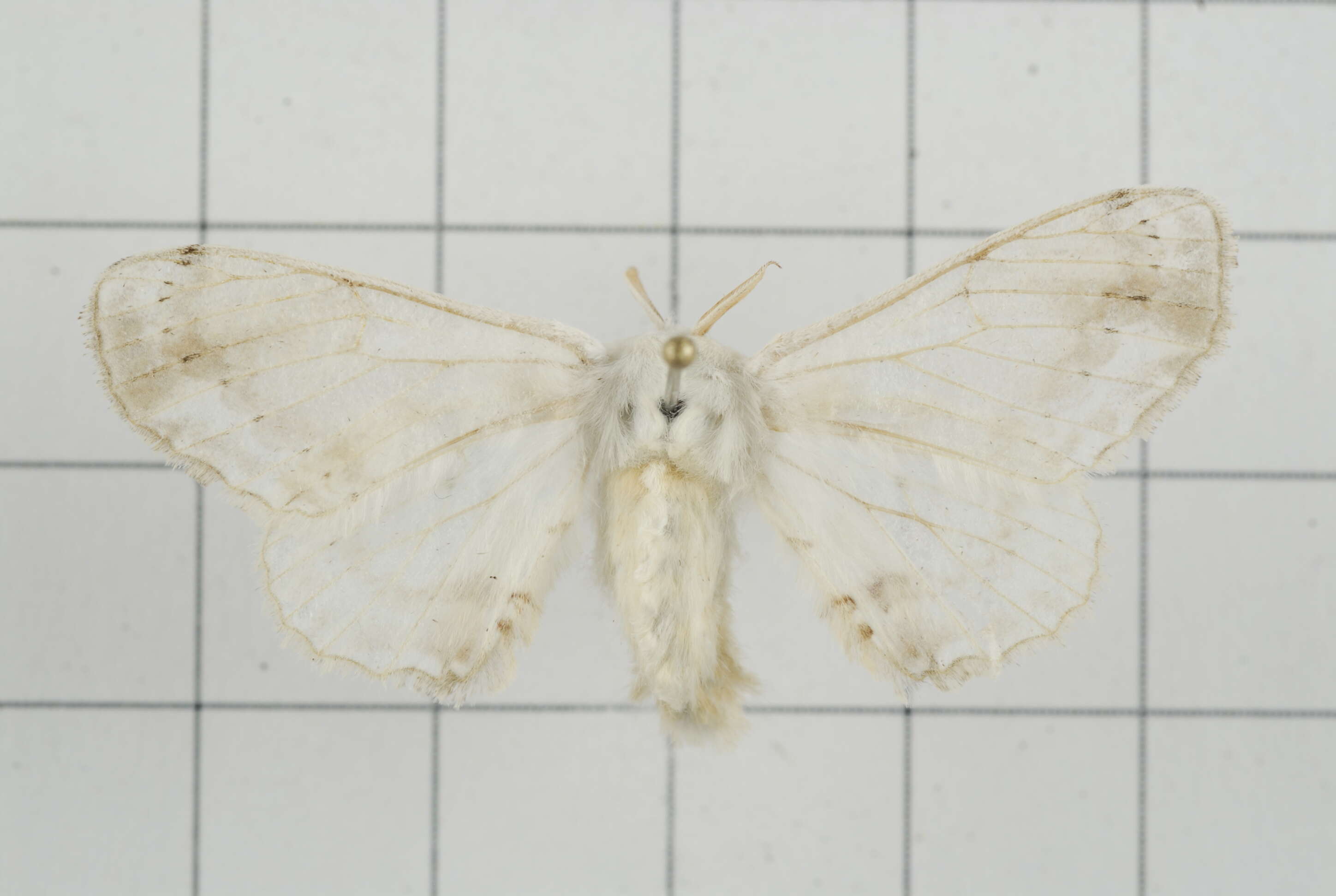 Image of Ernolatia moorei (Hutton 1865)