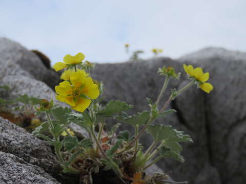 Image of Potentilla villosula B. A. Jurtzev