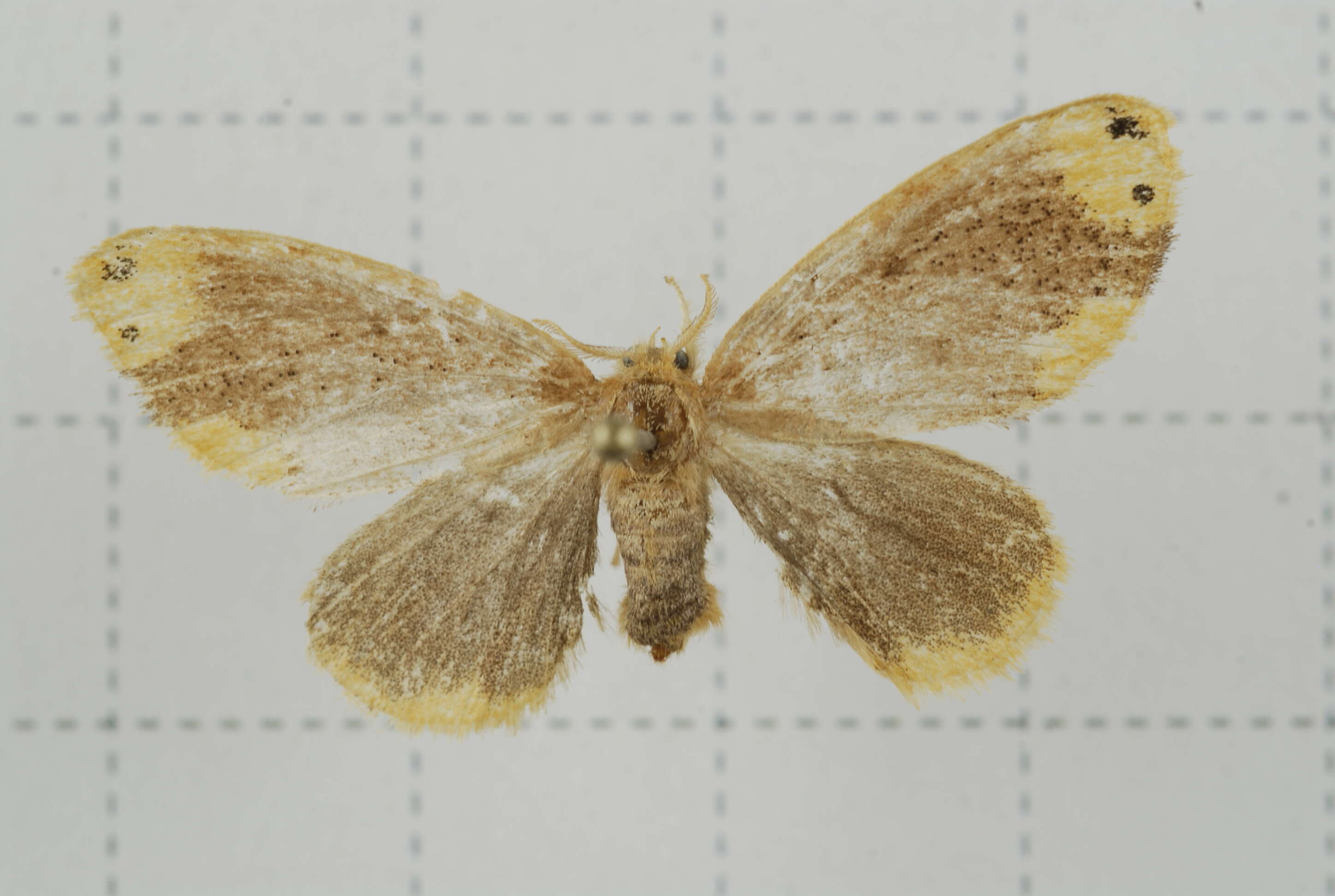 Image of Arna bipunctapex Hampson 1891