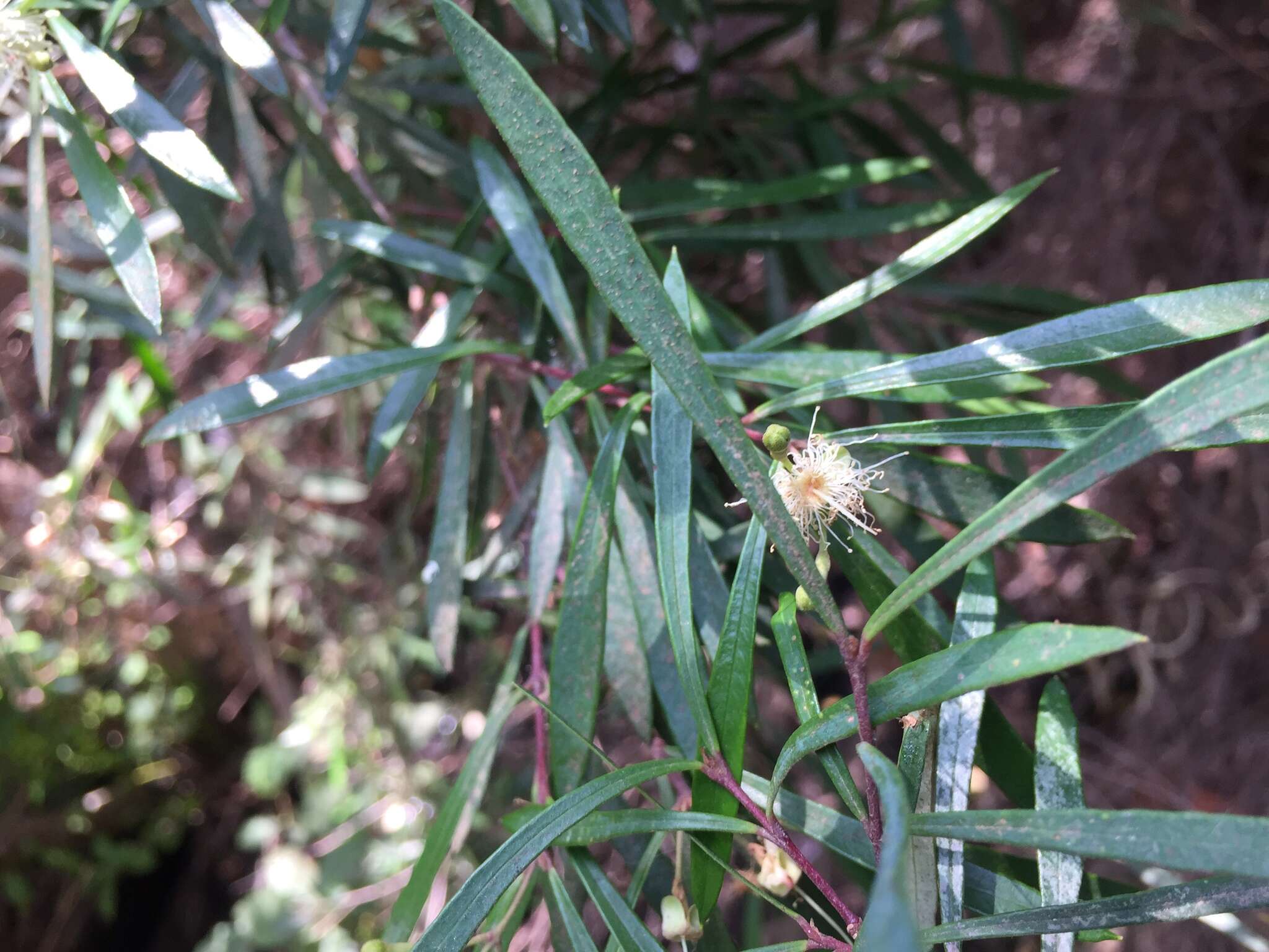 Myrceugenia lanceolata (Juss. ex Jaume St.-Hil.) Kausel resmi