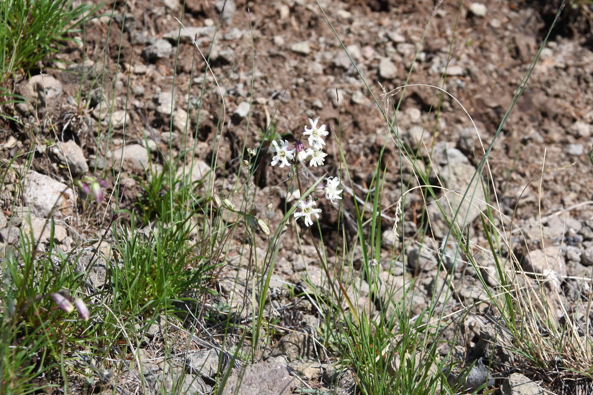 Image of Silene paucifolia Ledeb.