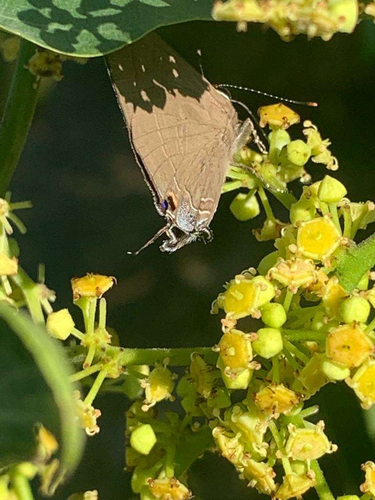 Sivun Rapala manea schistacea kuva