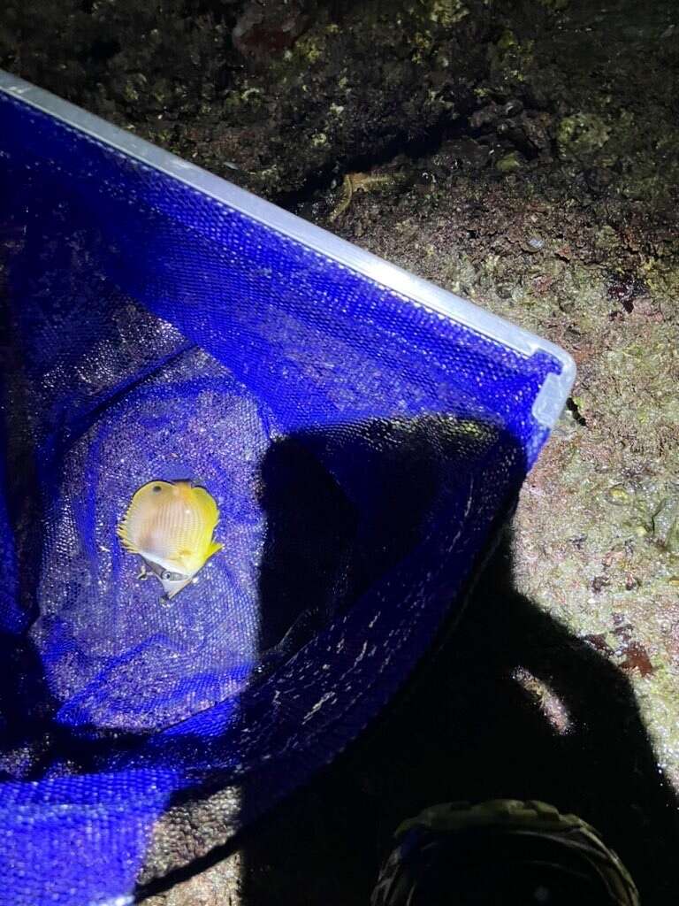 Image of Golden Butterflyfish