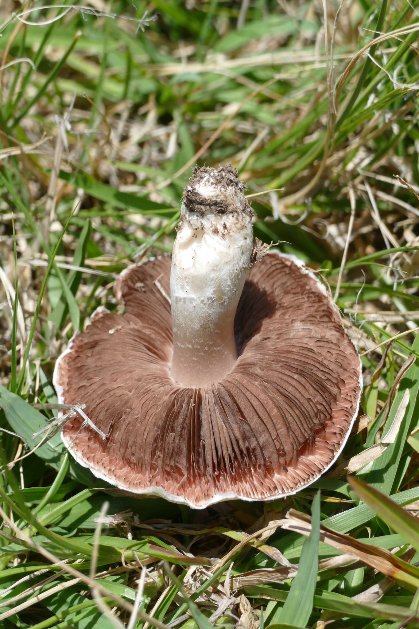 Image of Agaricus cupreobrunneus (Jul. Schäff. & Steer) Pilát 1951