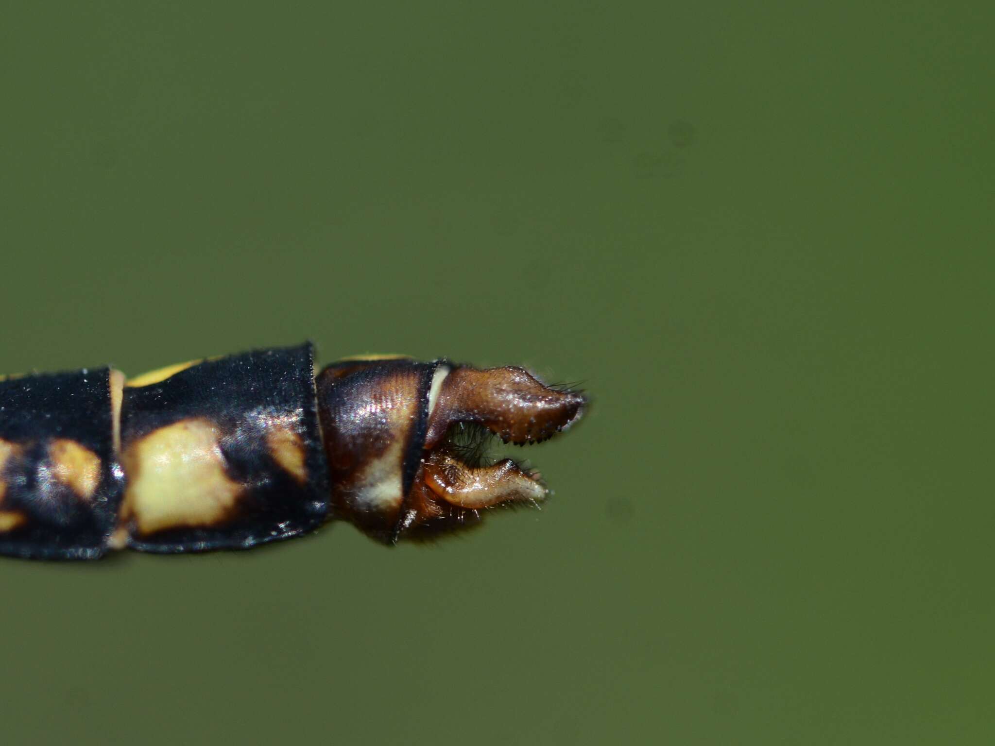 صورة Ophiogomphus aspersus Morse 1895