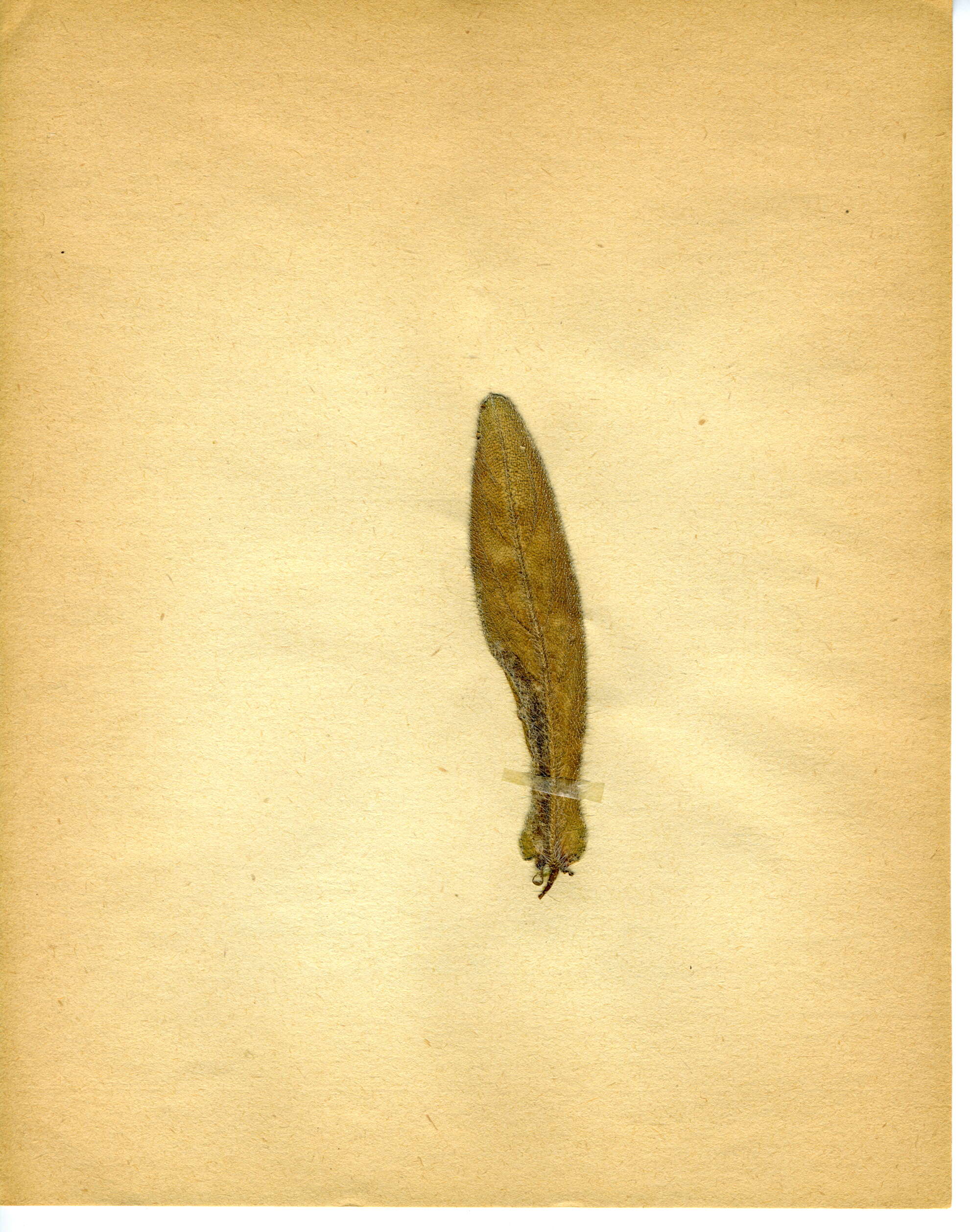 Image of Dialectica scalariella (Zeller 1850)