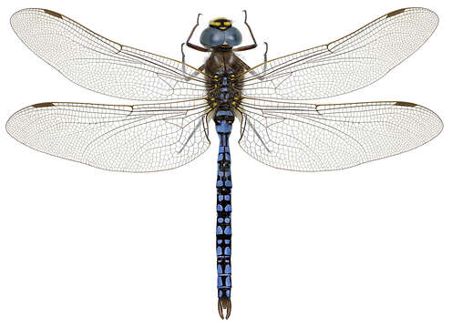 Image of Azure Hawker