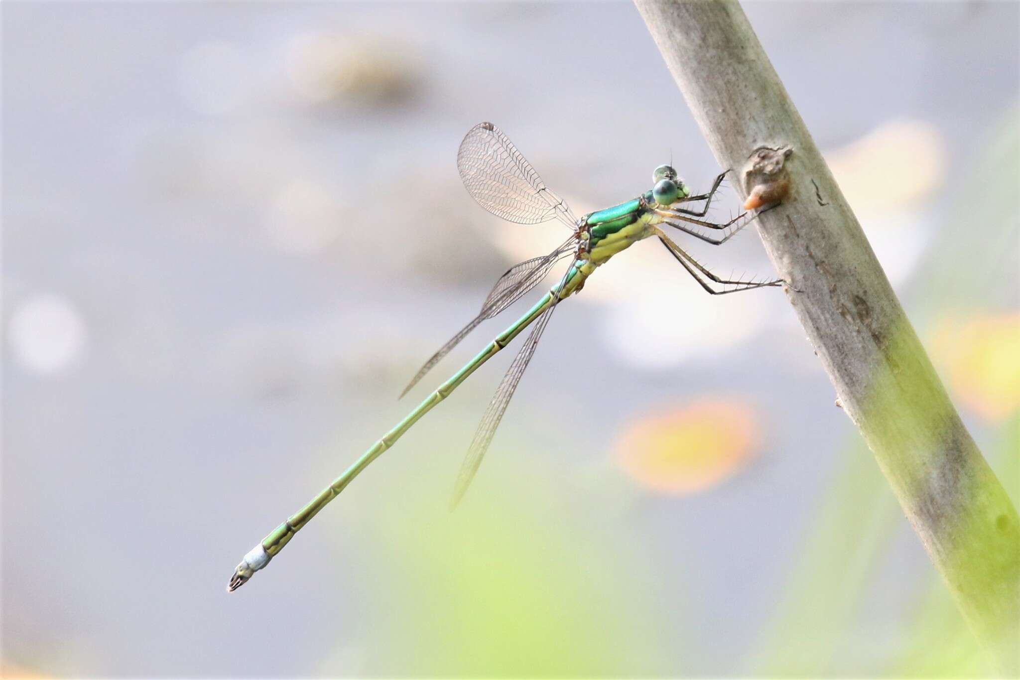 Imagem de Lestes inaequalis Walsh 1862