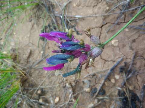 Image of Astragalus vesicarius L.