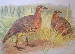 Image of Mountain Bamboo Partridge