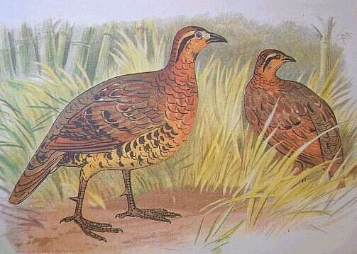 Image of Mountain Bamboo Partridge