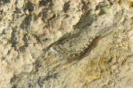 Image of Pallid Rockskipper