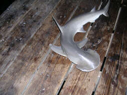 Image of Bonnethead Shark