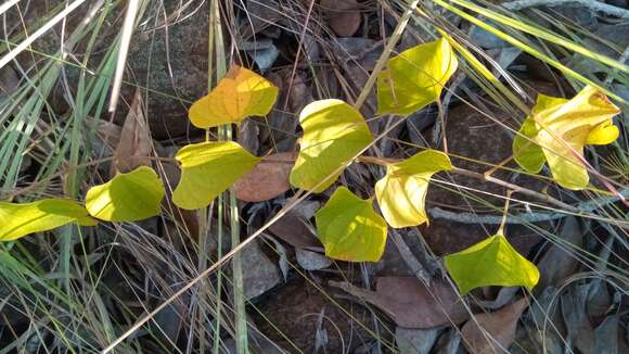 صورة Dioscorea heteropoda Baker