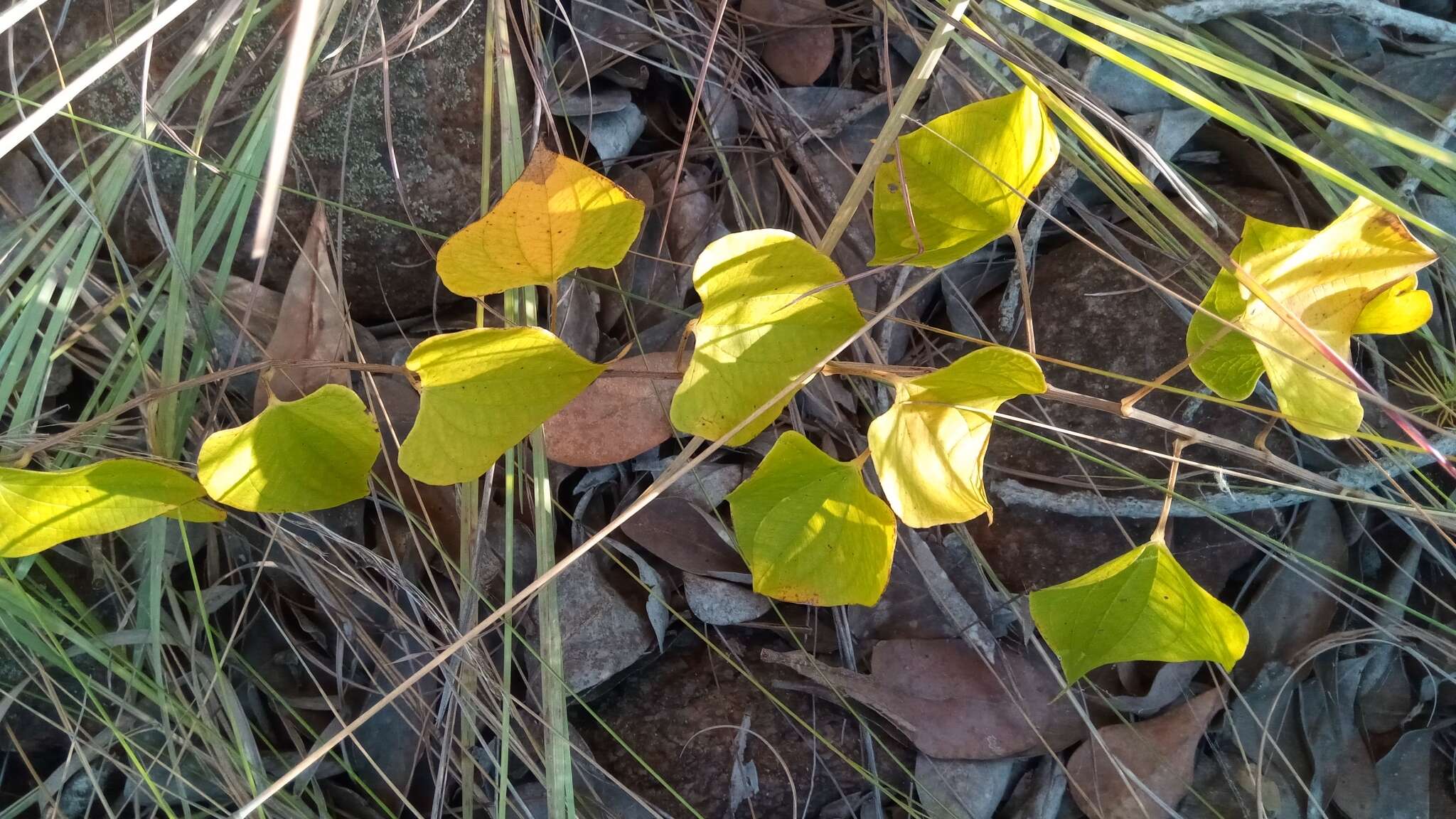 Image of Dioscorea heteropoda Baker