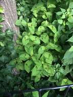 Sivun Persicaria filiformis (Thunb.) Nakai kuva