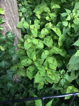 Image of Persicaria filiformis (Thunb.) Nakai