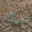 Plancia ëd Artemisia xerophytica Krasch.