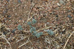 Imagem de Artemisia xerophytica Krasch.